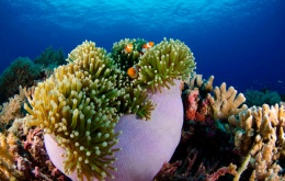 Анемон риф ( Anemon Reef )