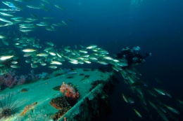 Кинг Круизер ( King Cruiser Wreck )